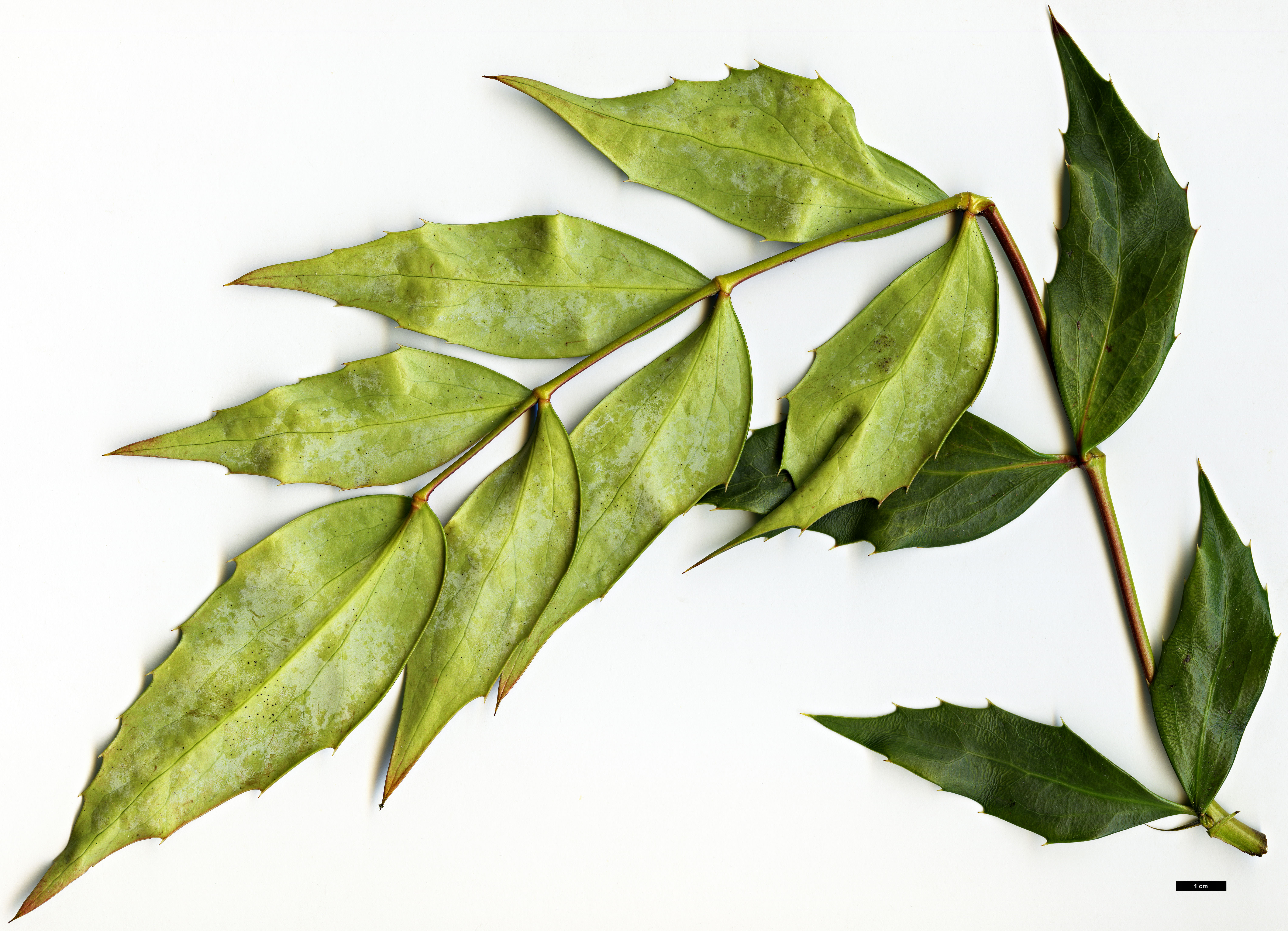 High resolution image: Family: Berberidaceae - Genus: Mahonia - Taxon: ×savilliana (M.eurybracteata × M.gracilipes)